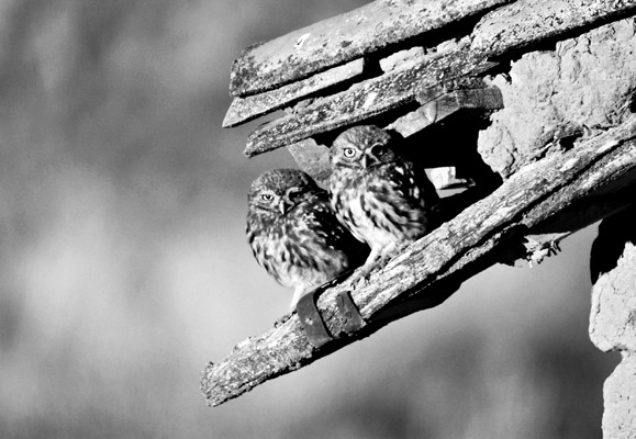 1-miguel-angel-gomez-moreno