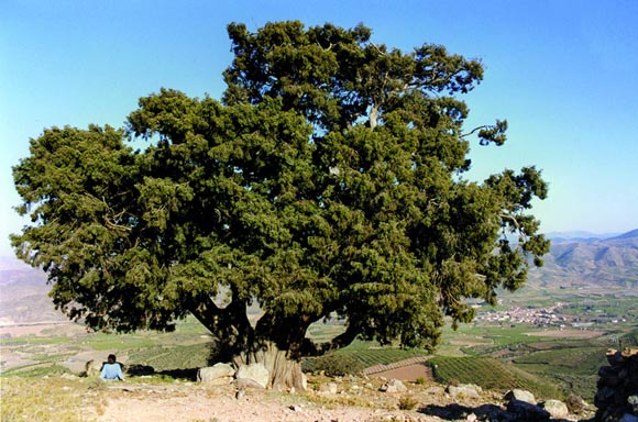 17-enebro-de-sabinan